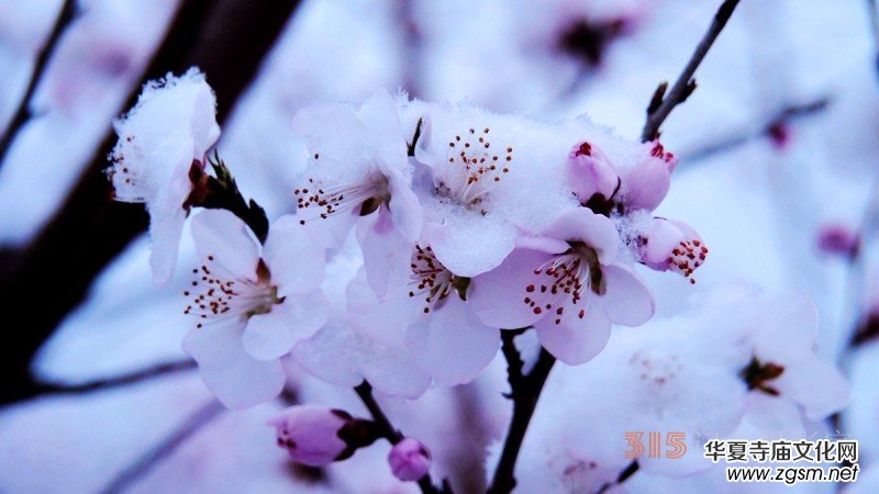 詩(shī)書攝影:李月寫雪的詩(shī) 詩(shī)書攝影:李月寫雪的詩(shī)