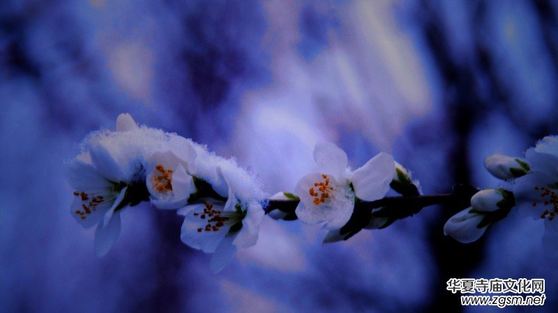 詩(shī)書攝影:李月寫雪的詩(shī) 詩(shī)書攝影:李月寫雪的詩(shī)