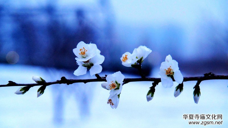 詩(shī)書攝影:李月寫雪的詩(shī) 詩(shī)書攝影:李月寫雪的詩(shī)